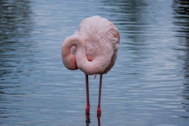 Afrikalı flamingo güzel bir yansımayla suyun içinde yürüyor.