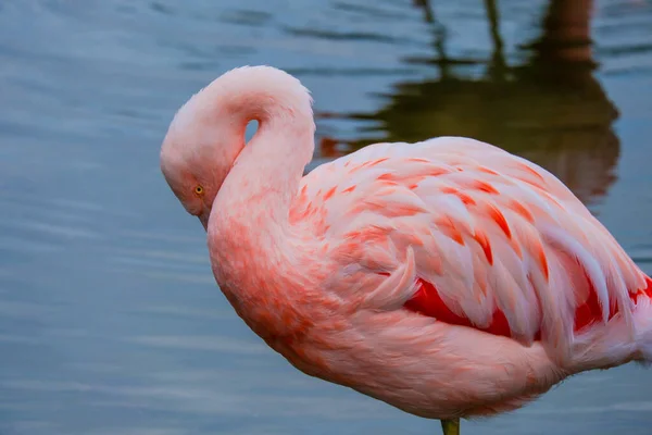 Africký Flamingo Procházky Vodě Pěkným Odrazem — Stock fotografie
