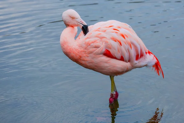 Afrikansk Flamingo Runt Vatten Med Fin Reflektion — Stockfoto
