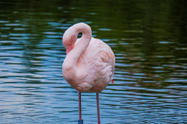 Afrikaanse Flamingo Loopt Rond Het Water Met Mooie Reflectie — Stockfoto