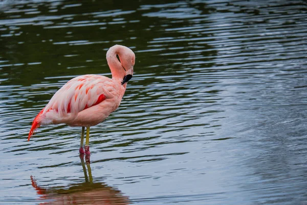 Afrikaanse Flamingo Loopt Rond Het Water Met Mooie Reflectie — Stockfoto