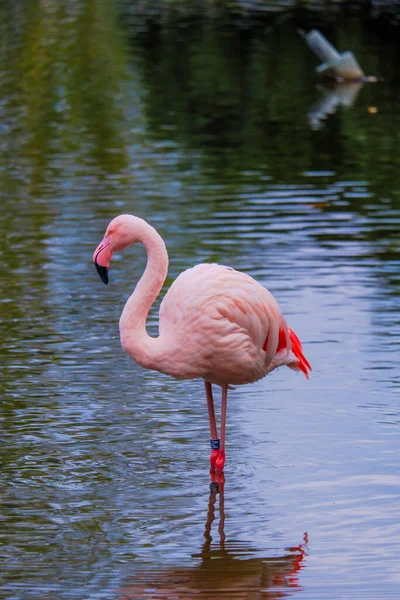 Африканский Фламинго Ходить Воде Хорошим Отражением — стоковое фото