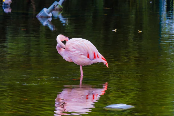 Afrikanischer Flamingo Läuft Mit Schöner Reflexion Wasser Herum — Stockfoto
