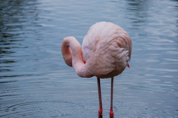 Flamingo Africano Andando Água Com Boa Reflexão — Fotografia de Stock