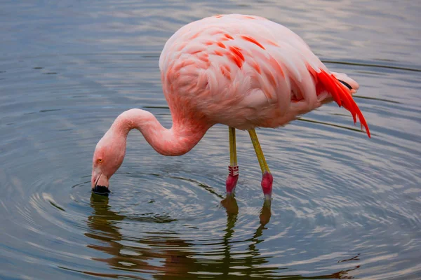 Африканский Фламинго Ходить Воде Хорошим Отражением — стоковое фото