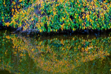 Sonbahar ağaç yaprakları- sarı, yeşil, turuncu, suda yansımaları olan