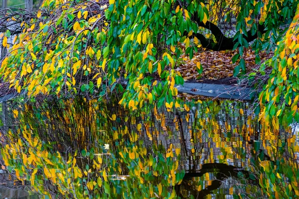 Hojas Árboles Otoñales Amarillo Verde Naranja Con Reflejos Agua — Foto de Stock