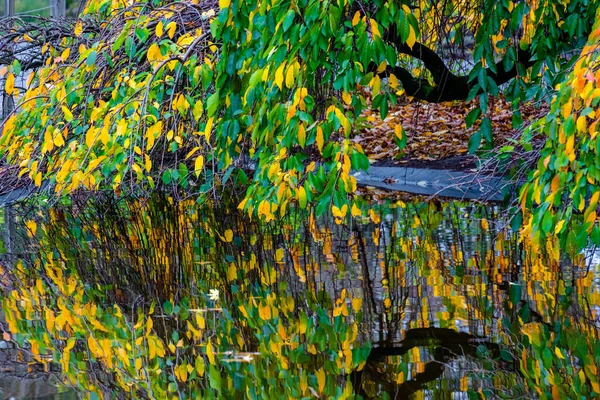 Осіннє Дерево Жовте Зелене Помаранчеве Відображенням Воді — стокове фото