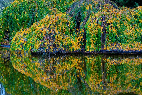 Sonbahar Ağaç Yaprakları Sarı Yeşil Turuncu Suda Yansımaları Olan — Stok fotoğraf