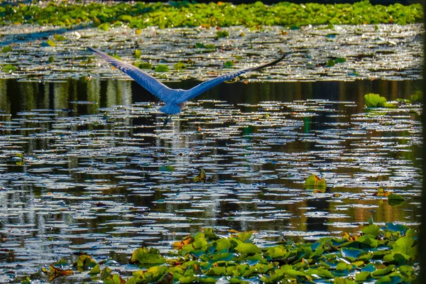 Gran Garza Gris Pesca Agua Caza Aves Lago —  Fotos de Stock