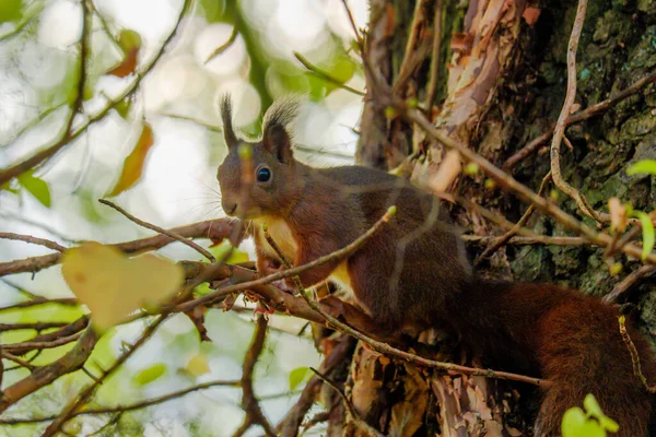 Niedlichen Roten Eichhörnchen Spielen Park Tiere — Stockfoto