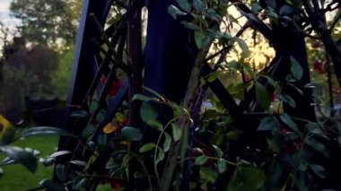 Doğal parktaki renkli günbatımı - sonbahar ağaçları