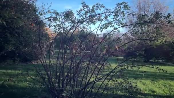 Kolorowy Zachód Słońca Parku Naturalnym Jesienne Drzewa — Wideo stockowe