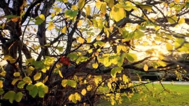 Doğal parktaki renkli günbatımı - sonbahar ağaçları