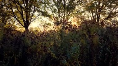 Doğal parktaki renkli günbatımı - sonbahar ağaçları