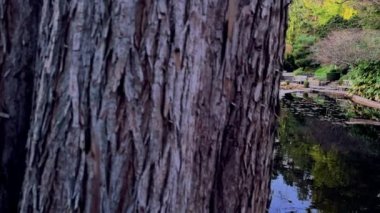 Japon bahçesi parktaki ördekler göllü renkli günbatımı