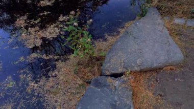 Japon bahçesi parktaki ördekler göllü renkli günbatımı