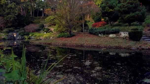 Jardín Japonés Parque Colorido Atardecer Con Patos Lago — Vídeo de stock