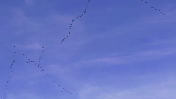 Ένα Σμήνος Πουλιών Που Πετούν Νότια Στον Γαλάζιο Ουρανό — Αρχείο Βίντεο