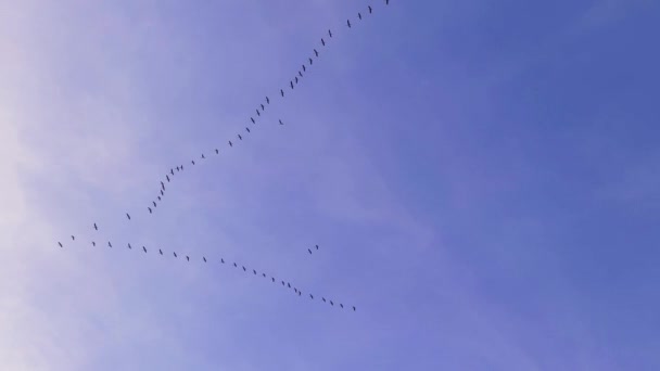 Uno Stormo Uccelli Che Volano Sud Nel Cielo Blu — Video Stock