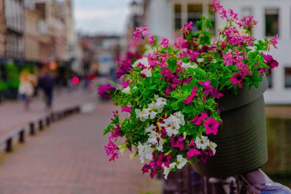 stock image Flowers in pot on bridge over river in the historic Haarlem, Netherlands