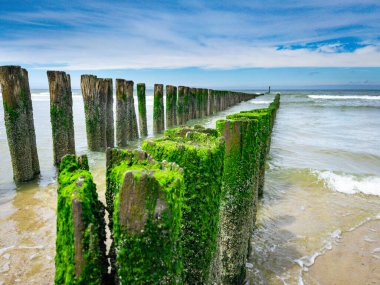 Güzel bir sahildeki iskeleden eski ahşap kirişler