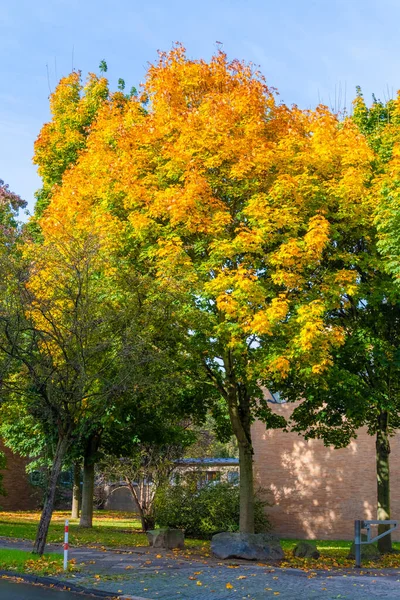 Temporada Otoño Luz Del Sol Caliente Con Árboles Colores Hojas — Foto de Stock