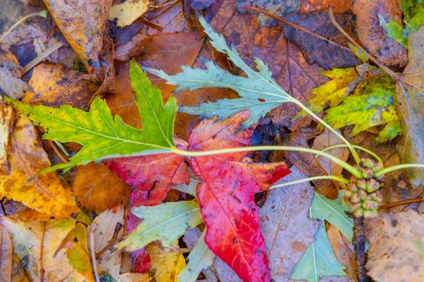 Jesień Sezon Ciepłe Światło Słoneczne Kolorowych Drzew Liści Parku — Zdjęcie stockowe