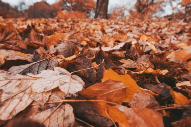 Sonbaharda güneşli bir gün, sarı turuncu ağaçlar, kırmızı yapraklar