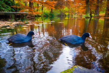 Sonbaharda güneşli bir gün, sarı turuncu ağaçlar, kırmızı yapraklar