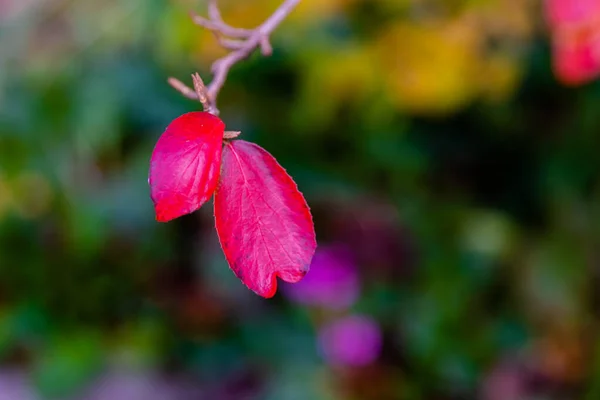 Солнечный День Осенью Деревья Желтым Оранжевым Красные Листья — стоковое фото
