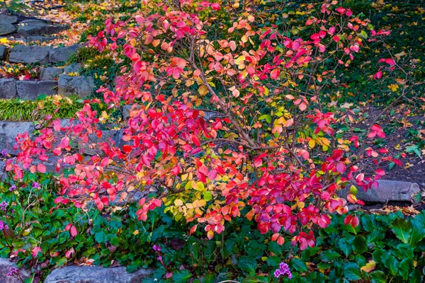 Zonnige Dag Herfst Bomen Met Geel Oranje Rode Bladeren — Stockfoto