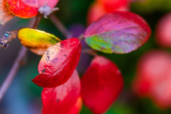 Sonbaharda Güneşli Bir Gün Sarı Turuncu Ağaçlar Kırmızı Yapraklar — Stok fotoğraf
