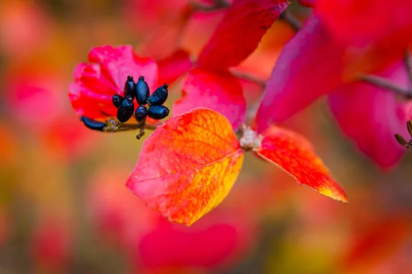 秋の晴れた日 黄色のオレンジの木 赤い葉 — ストック写真