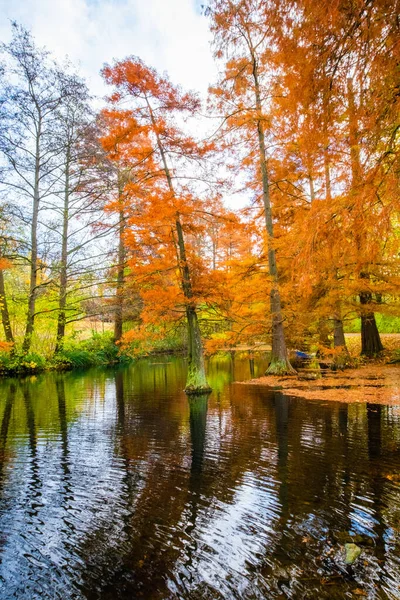Dia Ensolarado Outono Árvores Com Laranja Amarela Folhas Vermelhas — Fotografia de Stock