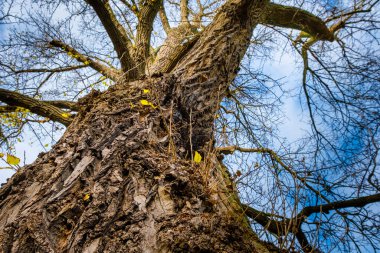 Sonbaharda güneşli bir gün, sarı turuncu ağaçlar, kırmızı yapraklar