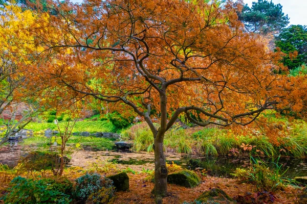 Сонячний День Восени Дерева Жовтим Апельсином Червоне Листя — стокове фото