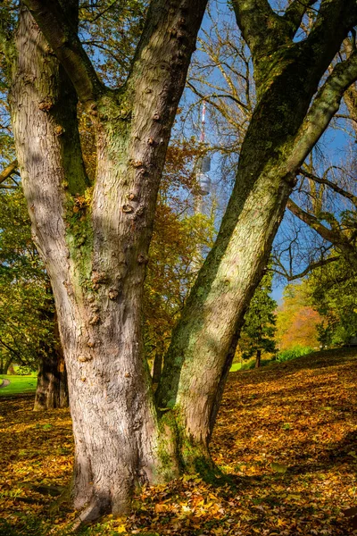 Sonniger Herbsttag Bäume Mit Gelb Orangen Roten Blättern — Stockfoto