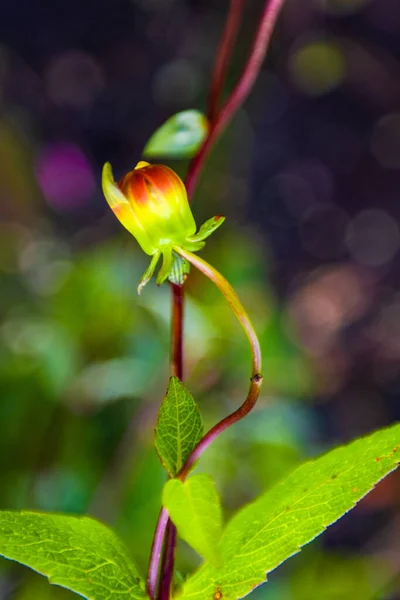 Detailaufnahme Der Blütenblume Aus Dem Garten Freien — Stockfoto