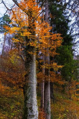 Avusturya Alpleri, Yeşil çayırlar, Alp evleri ve dağlar