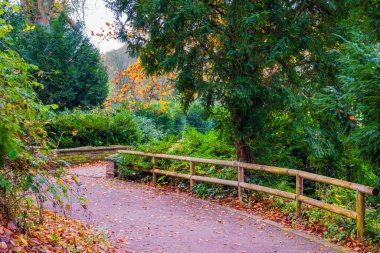 Sonbahar mevsimi. Renkli ağaçlar ve yapraklarla sıcak güneş ışığı.