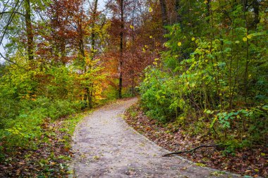 Sonbahar mevsimi. Renkli ağaçlar ve yapraklarla sıcak güneş ışığı.