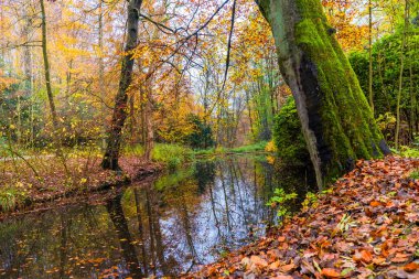 Sonbahar mevsimi. Renkli ağaçlar ve yapraklarla sıcak güneş ışığı.