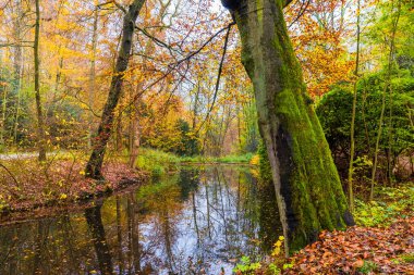 Sonbahar mevsimi. Renkli ağaçlar ve yapraklarla sıcak güneş ışığı.