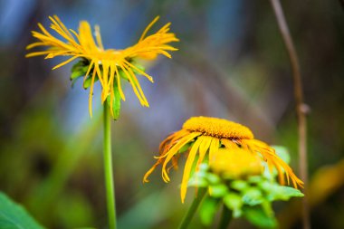 Sonbahar mevsimi. Renkli ağaçlar ve yapraklarla sıcak güneş ışığı.