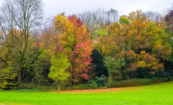 Jesień Sezon Ciepłe Światło Słoneczne Kolorowych Drzew Liści — Zdjęcie stockowe