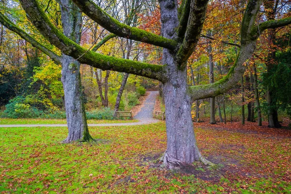 秋天温暖的阳光和五彩斑斓的树木和树叶 — 图库照片