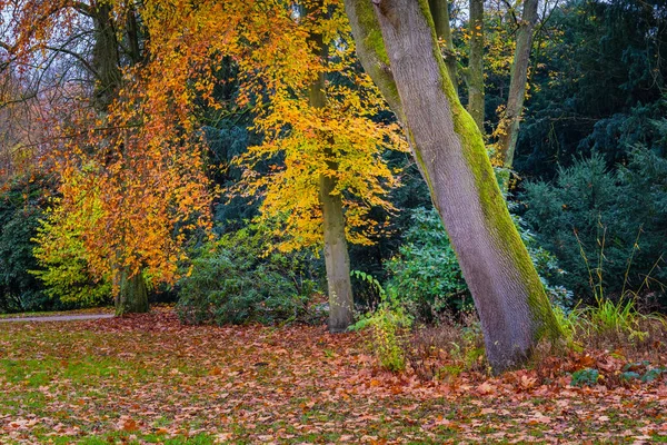Herbstzeit Warmes Sonnenlicht Mit Bunten Bäumen Und Blättern — Stockfoto