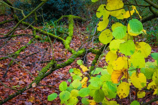 Herbstzeit Warmes Sonnenlicht Mit Bunten Bäumen Und Blättern — Stockfoto