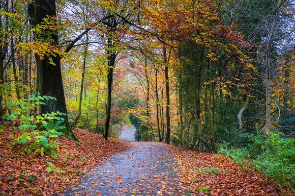 Herfst Seizoen Warm Zonlicht Met Kleurrijke Bomen Bladeren — Stockfoto